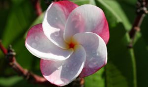 Pink Pansy Plumeria